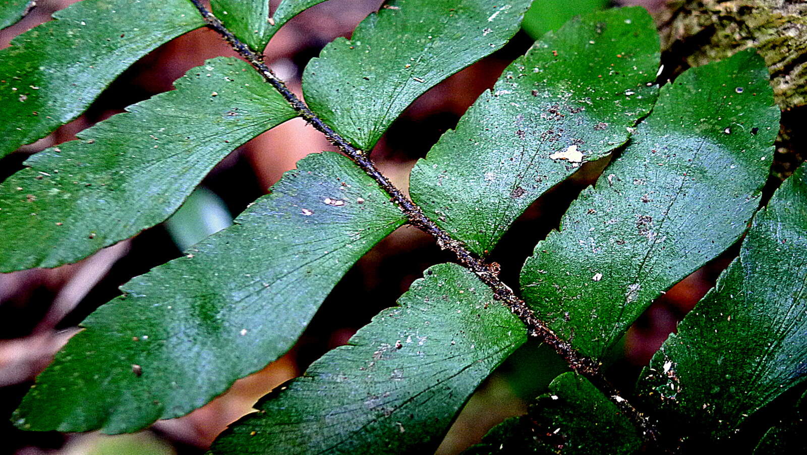 Imagem de Adiantum obliquum Willd.