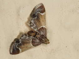 Image of Meal Moth