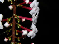 Image of Gonzalagunia brenesii Standl.