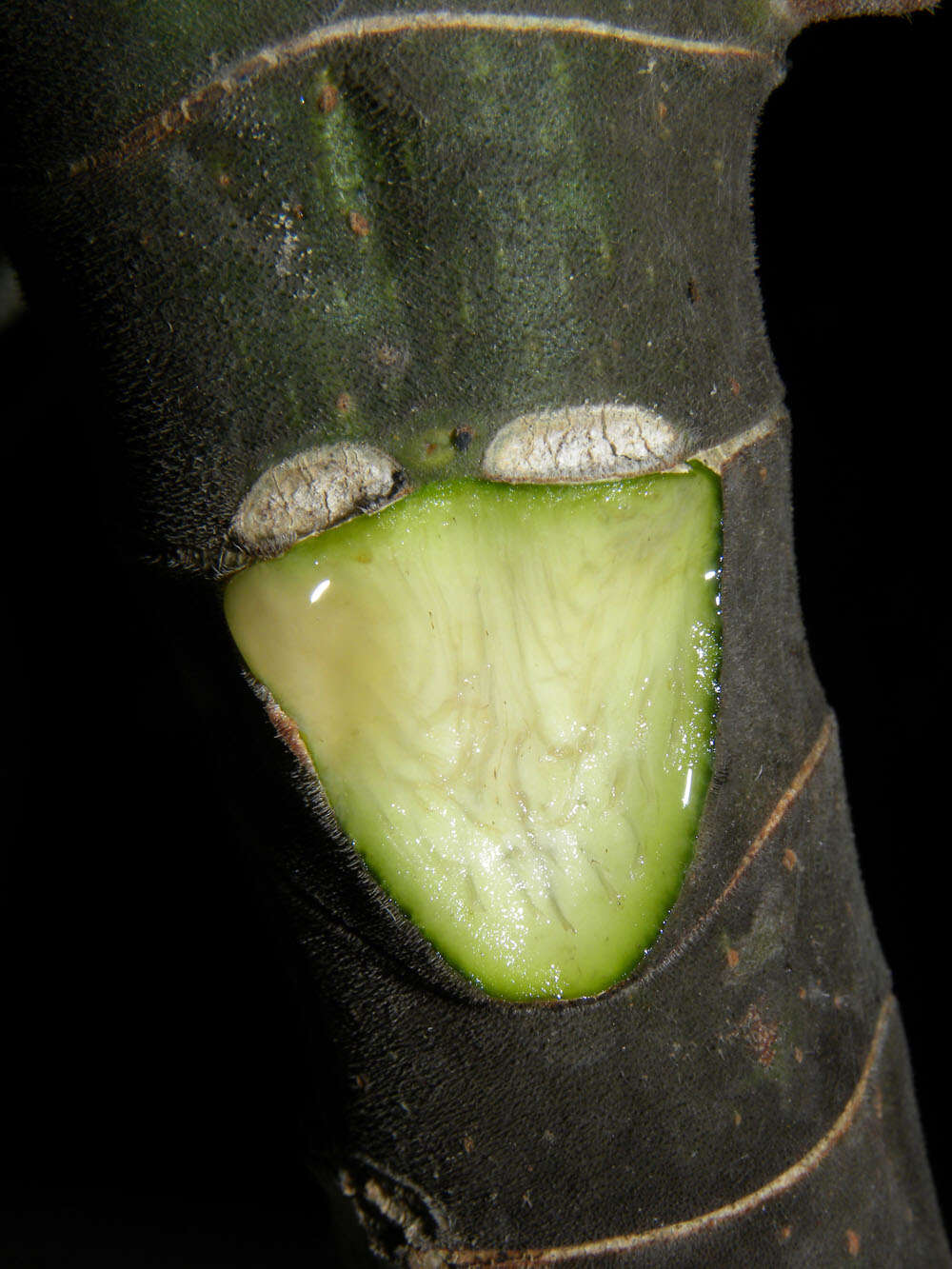 Image de Cecropia