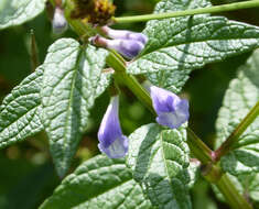 Image of Skullcaps