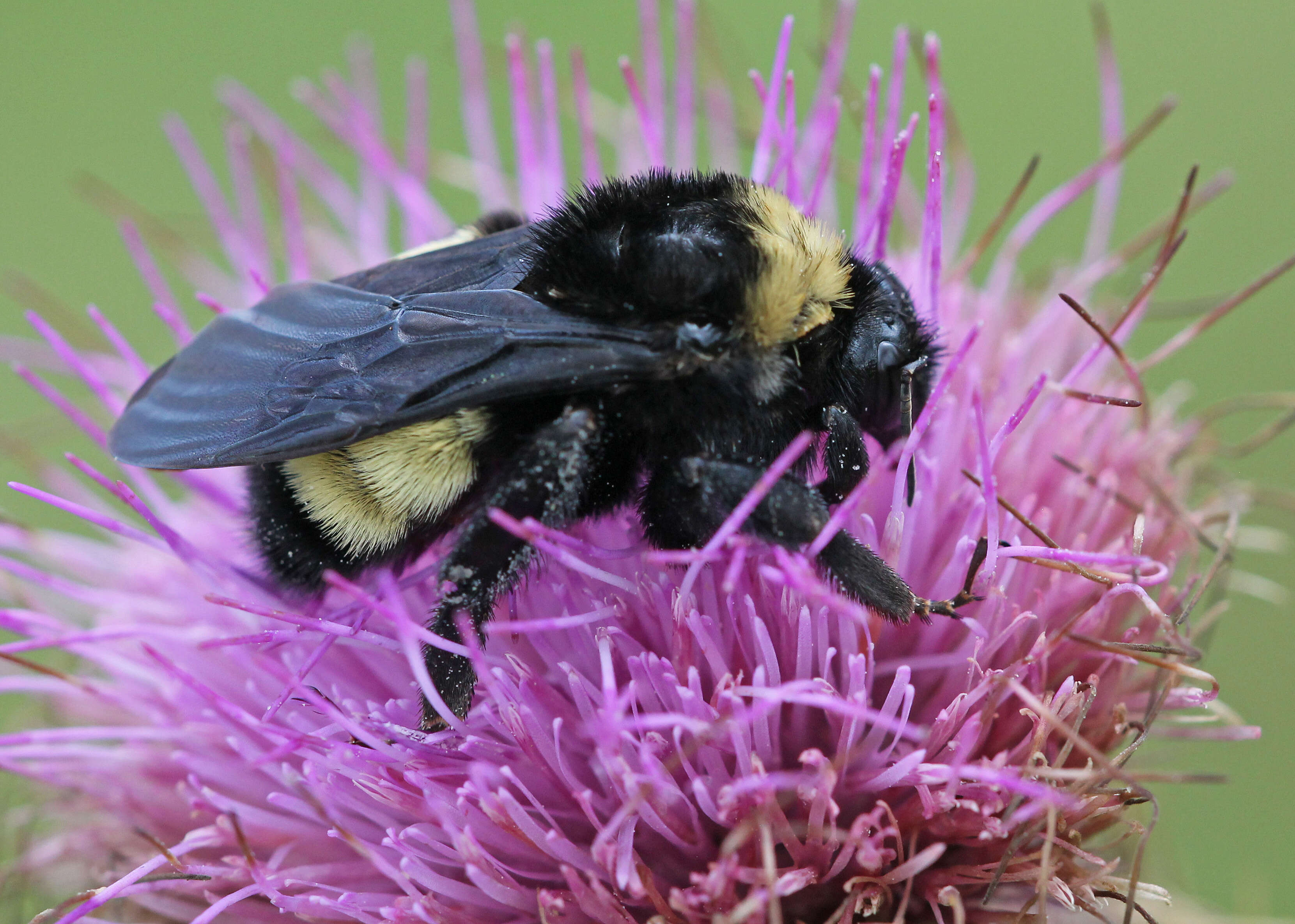 Image of American Bumblebee