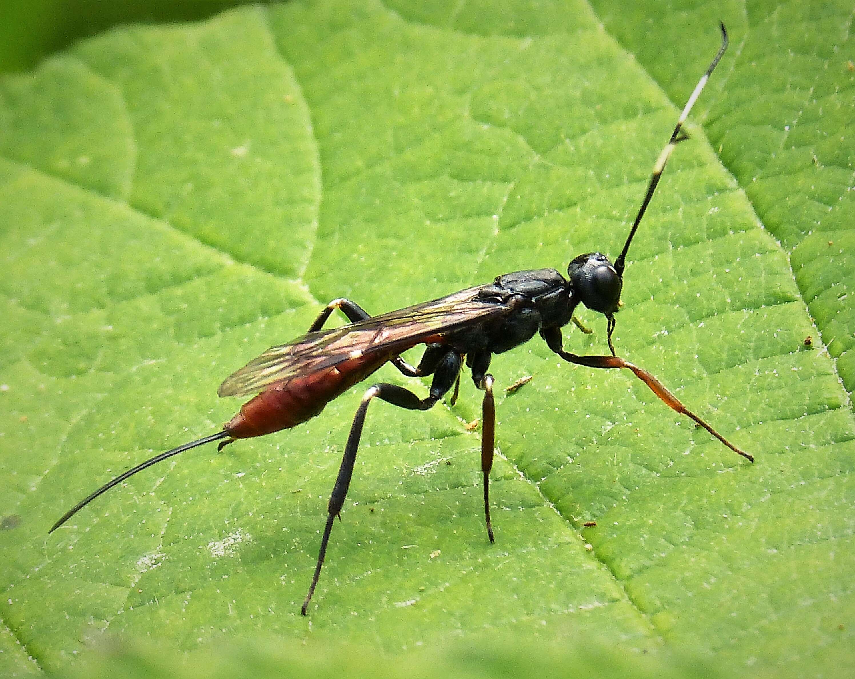 Image of Xorides filiformis (Gravenhorst 1829)