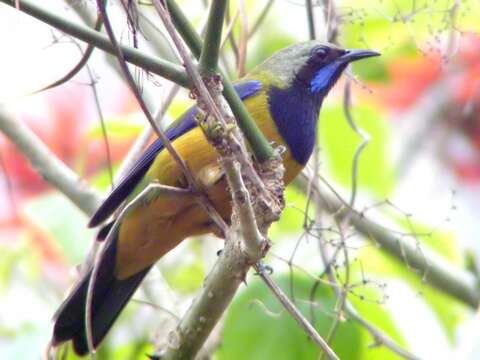 Image of Orange-bellied Leafbird