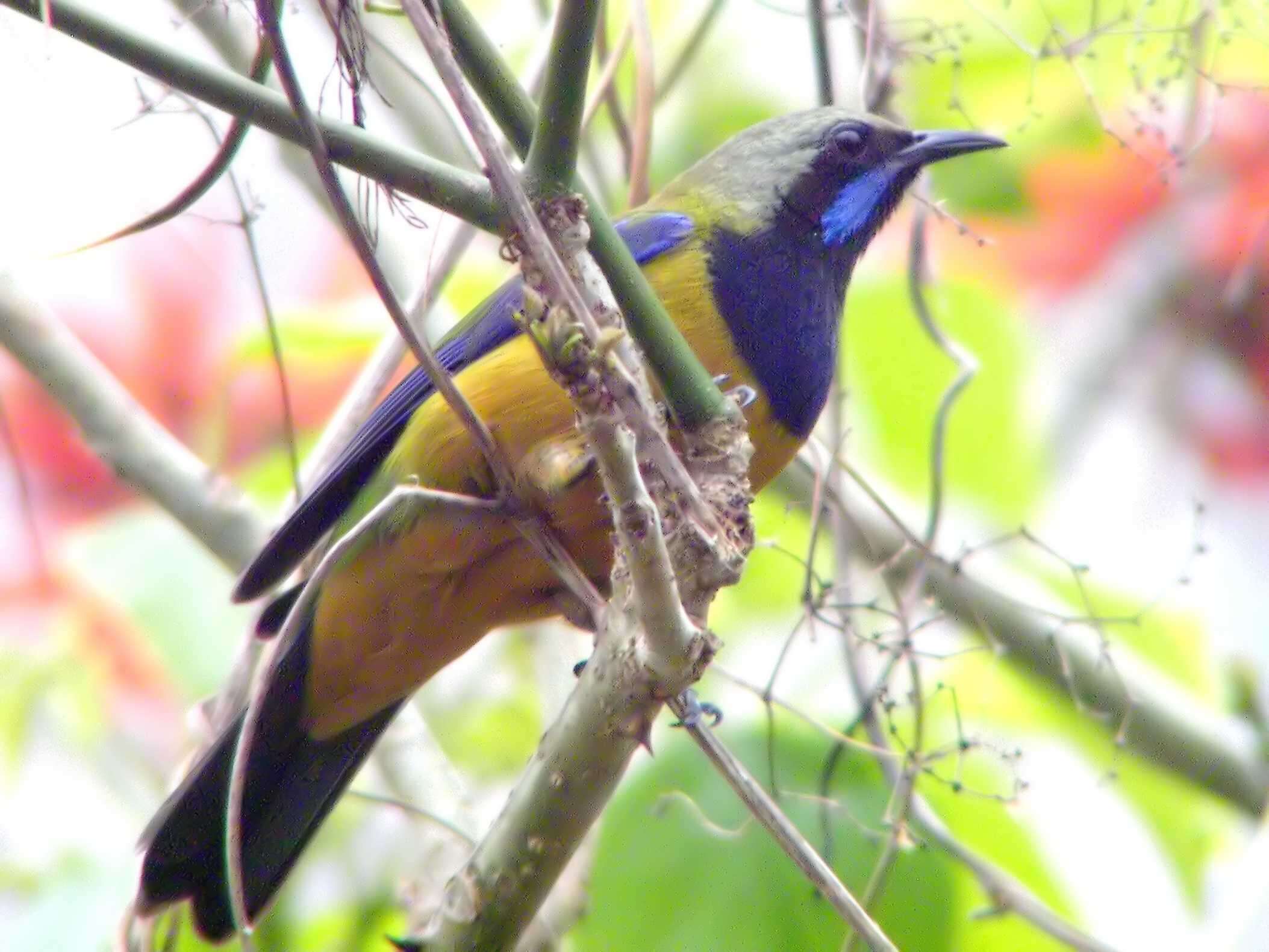 Image of leafbird