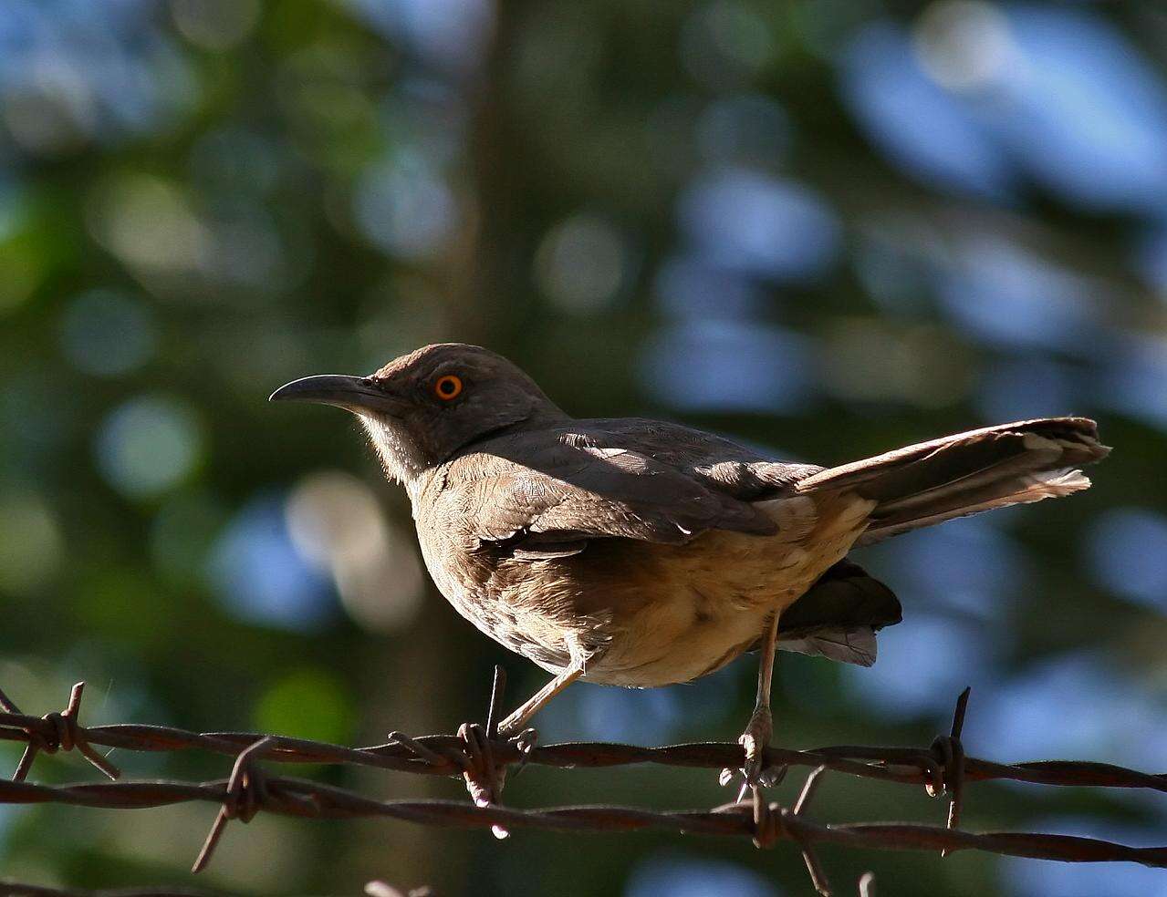 صورة Toxostoma curvirostre (Swainson 1827)