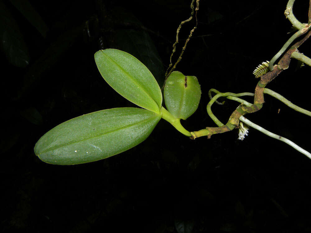 Image of Bentspur orchids