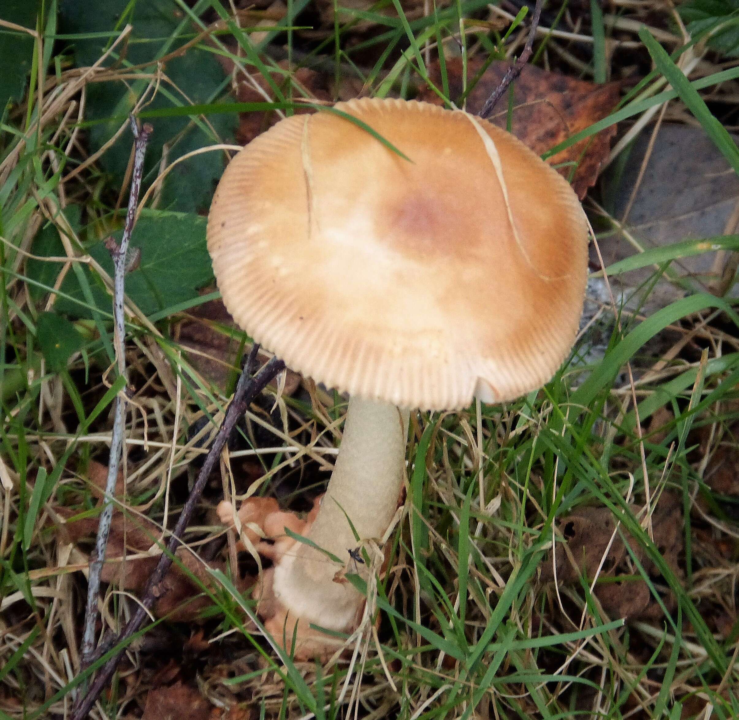 Image of Amanita