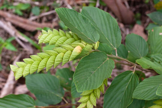 Image of wildhops