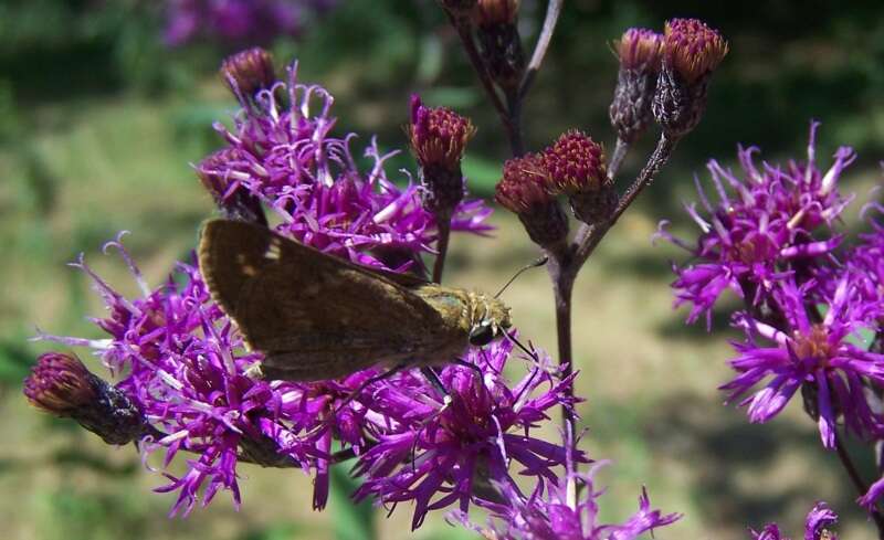 Image of ironweed