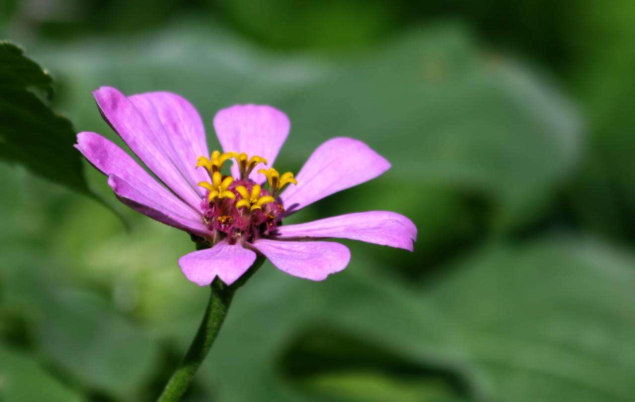 Image of Zinnia peruviana