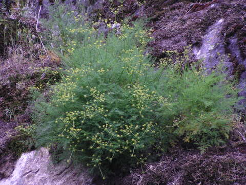 Imagem de Lomatium brunsfeldianum Kemper & R. P. Mc Neill