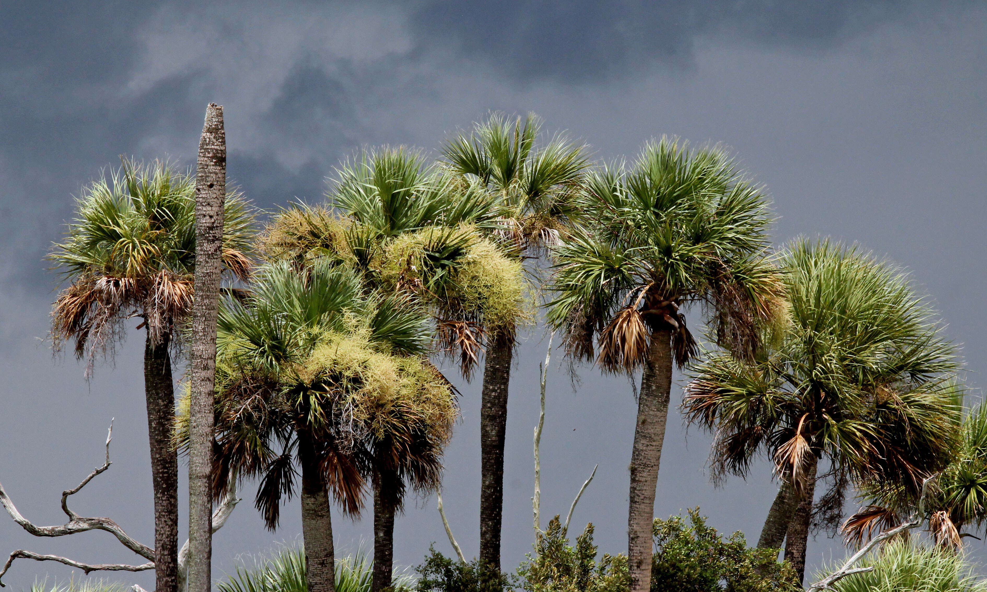 Image of Cabbage Palm