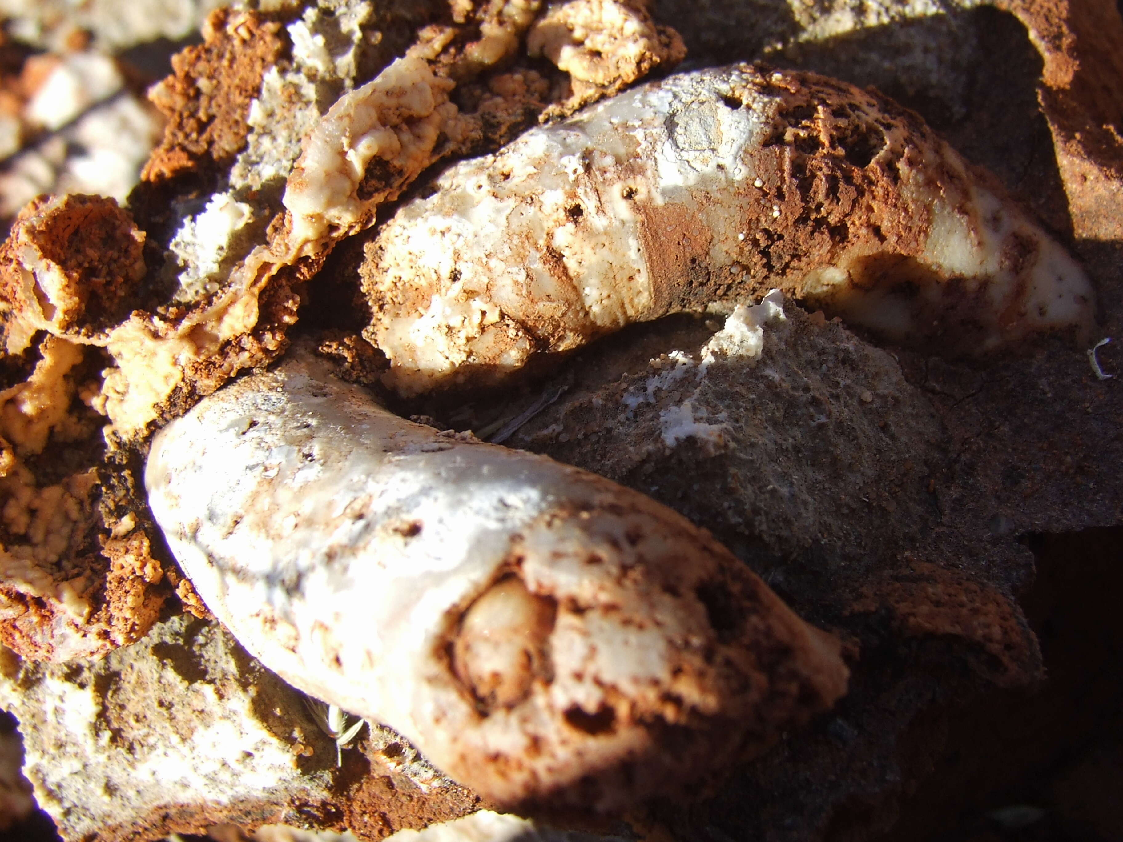 Image of calcareous tubeworms