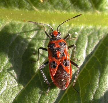 Image of black & red squash bug