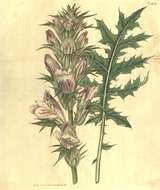 Image of spine acanthus