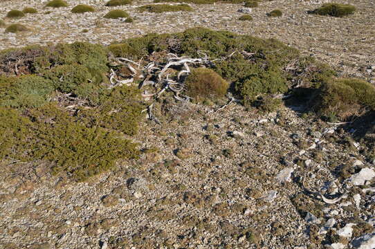 Image of Common Juniper