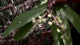 Image of Myrcia obversa (D. Legrand) E. Lucas & C. E. Wilson