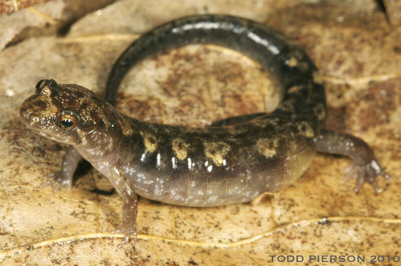 Image of dusky salamanders