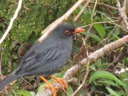 Image of Thrush