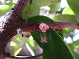 Imagem de Diospyros sandwicensis (A. DC.) Fosberg