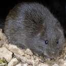 Image of Australian Swamp Rat