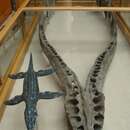 Sivun Pliosaurus macromerus kuva