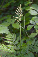 Image of rattlesnake fern