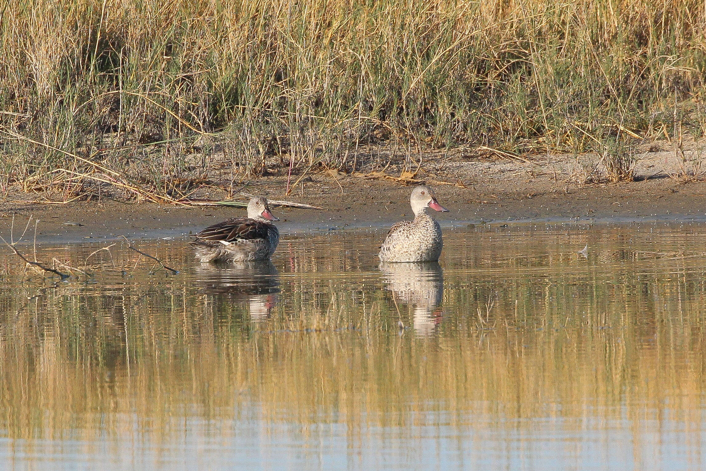 Image of Cape Teal