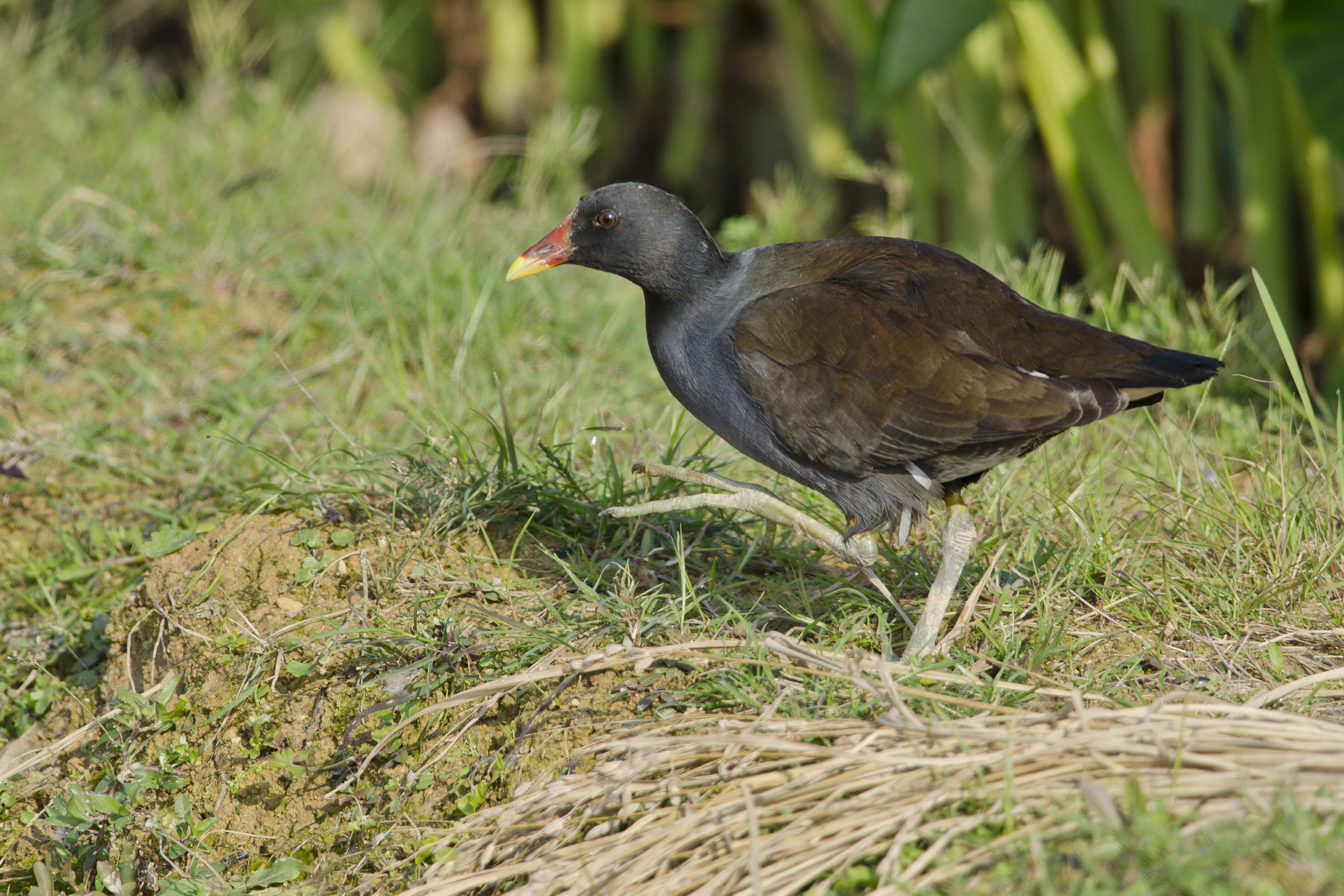 Image of Gallinula Brisson 1760