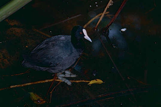 Image of Common Coot