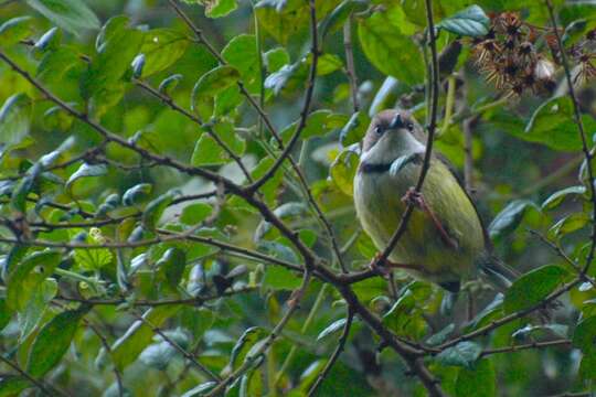 Image of Apalis Swainson 1833