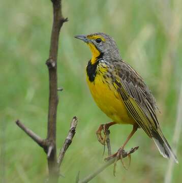 Image of Yellow-throated Longclaw