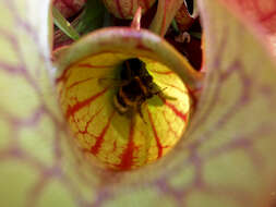 Image of Pitcher plant