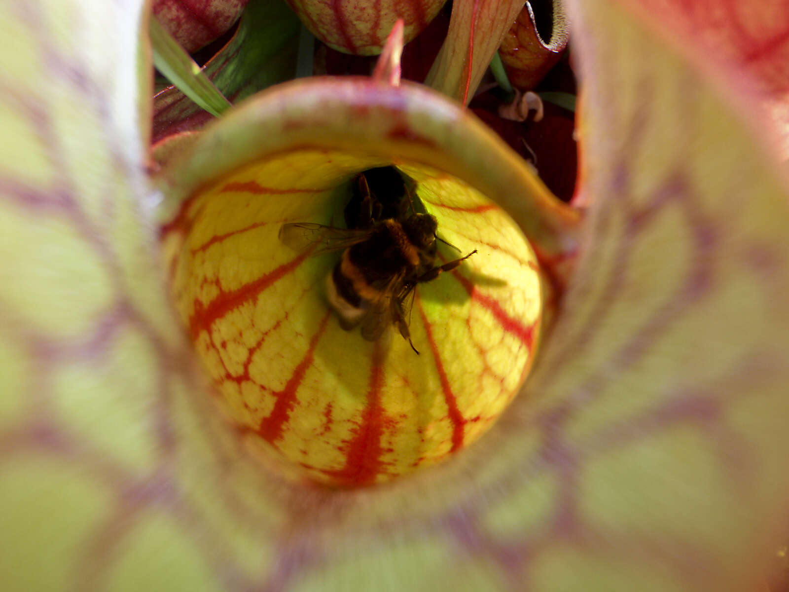 Image of purple pitcherplant