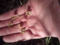 Image of Great Basin desertparsley