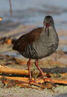 Image of African Rail