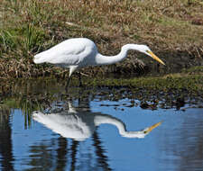 Image of Great Egret