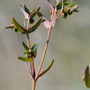 Image of Euphorbia exigua subsp. exigua