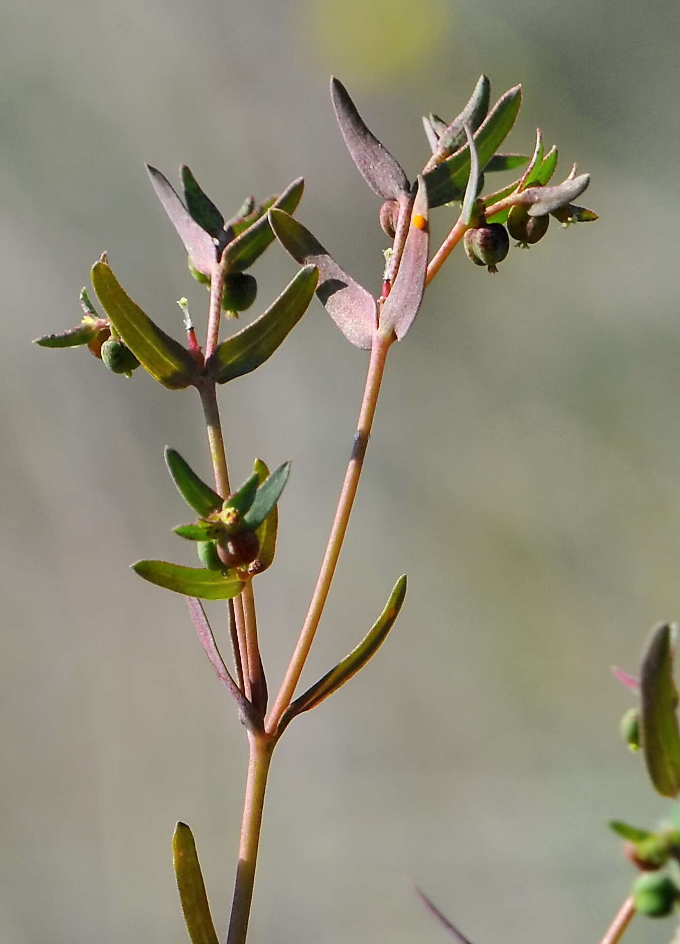 Imagem de Euphorbia exigua subsp. exigua