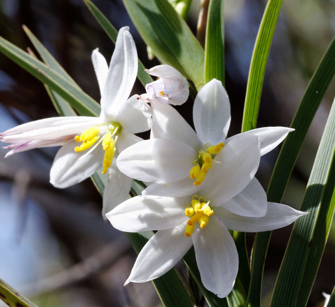 Image of Grass-lilies