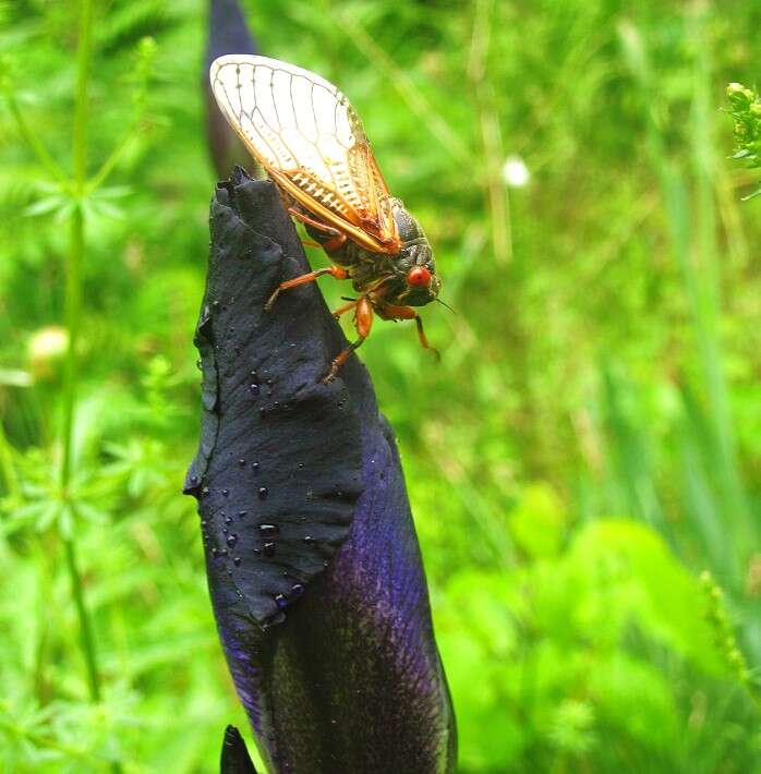 Image of Periodical Cicadas