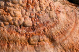 Image de Pycnoporus