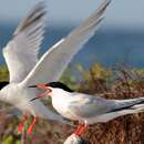 Image of Roseate tern