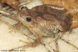 Image of Spring Peeper