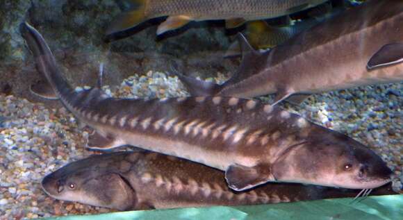 Image of Adriatic Sturgeon