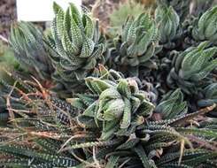 صورة Haworthiopsis reinwardtii (Salm-Dyck) G. D. Rowley