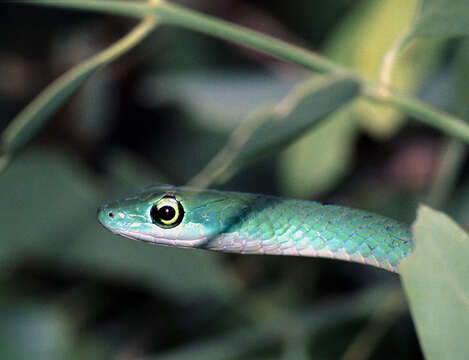 Image of Spotted Bush Snake
