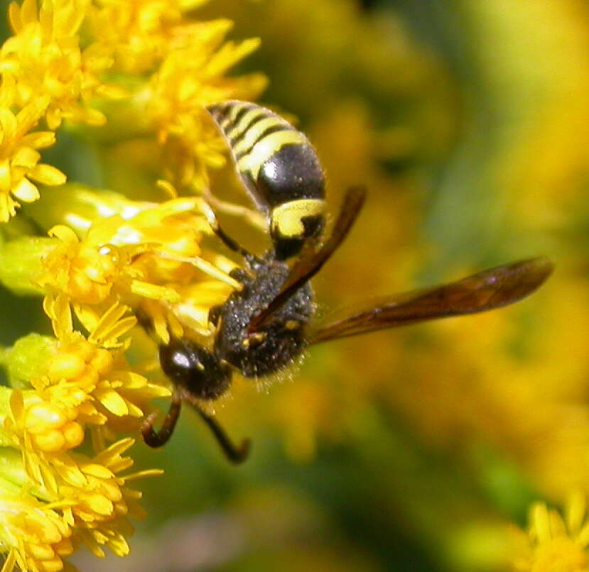 Image of Ancistrocerus nigricornis (Curtis 1826)