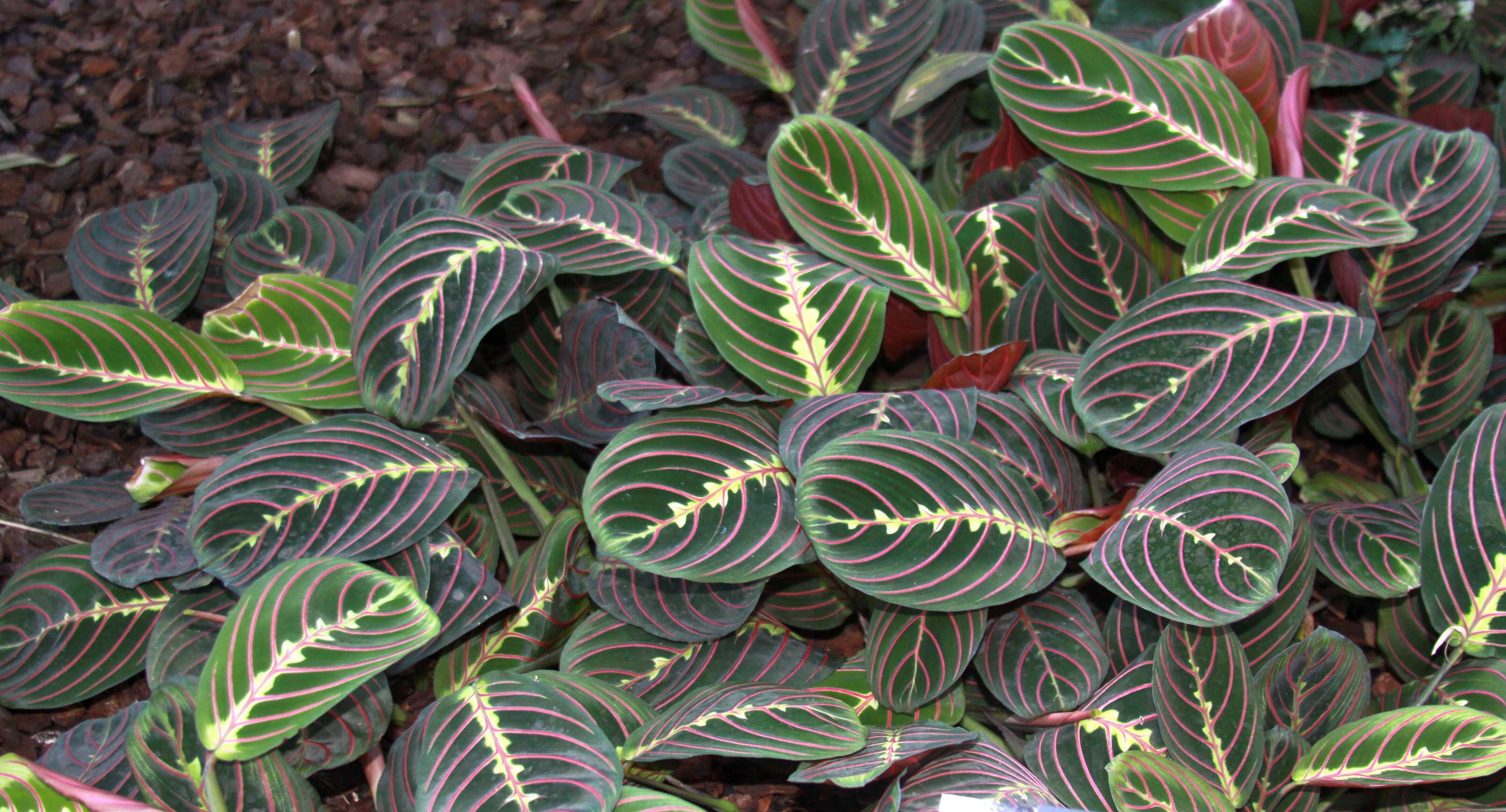 Image of Prayer Plant